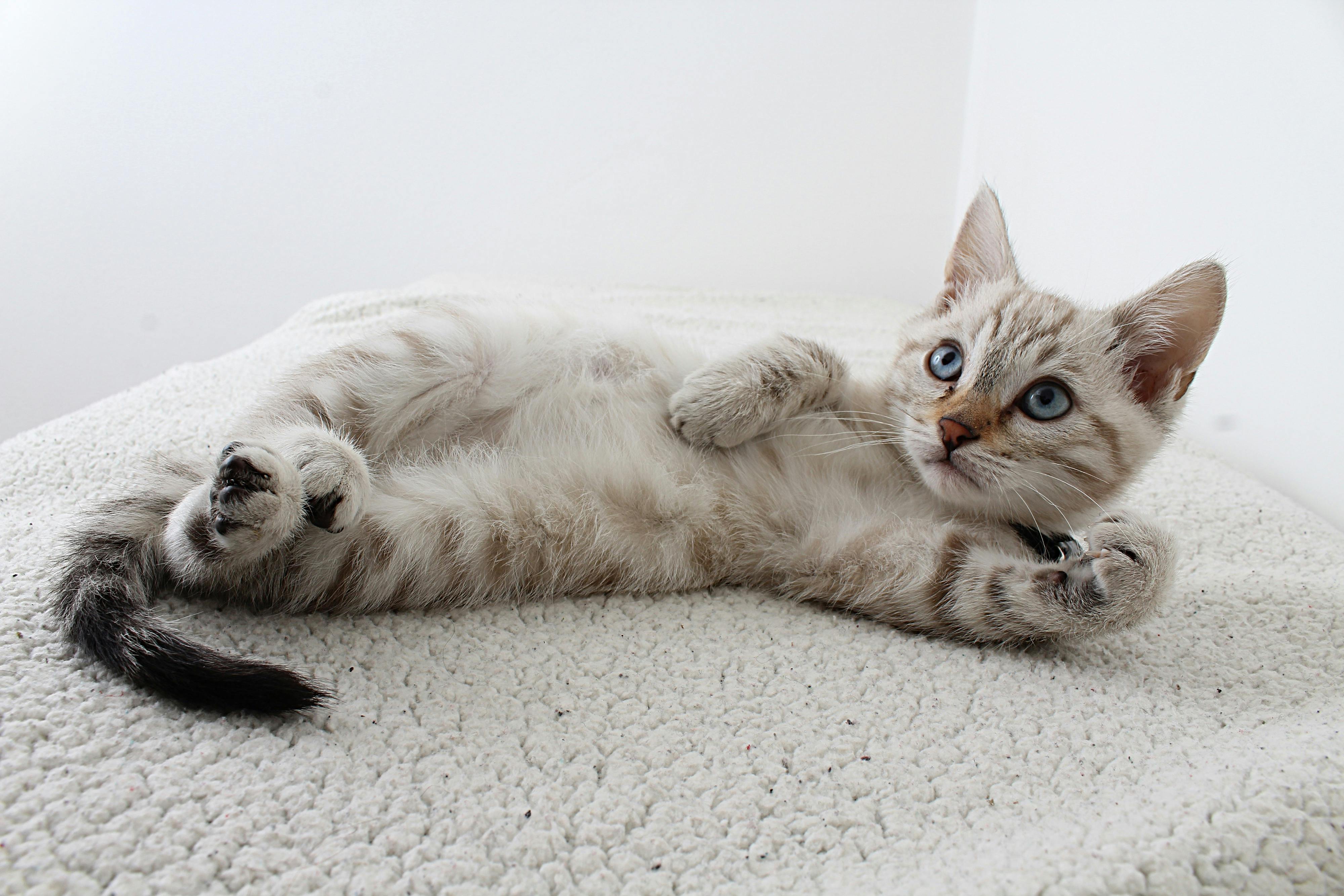 A cat laying down and looking up