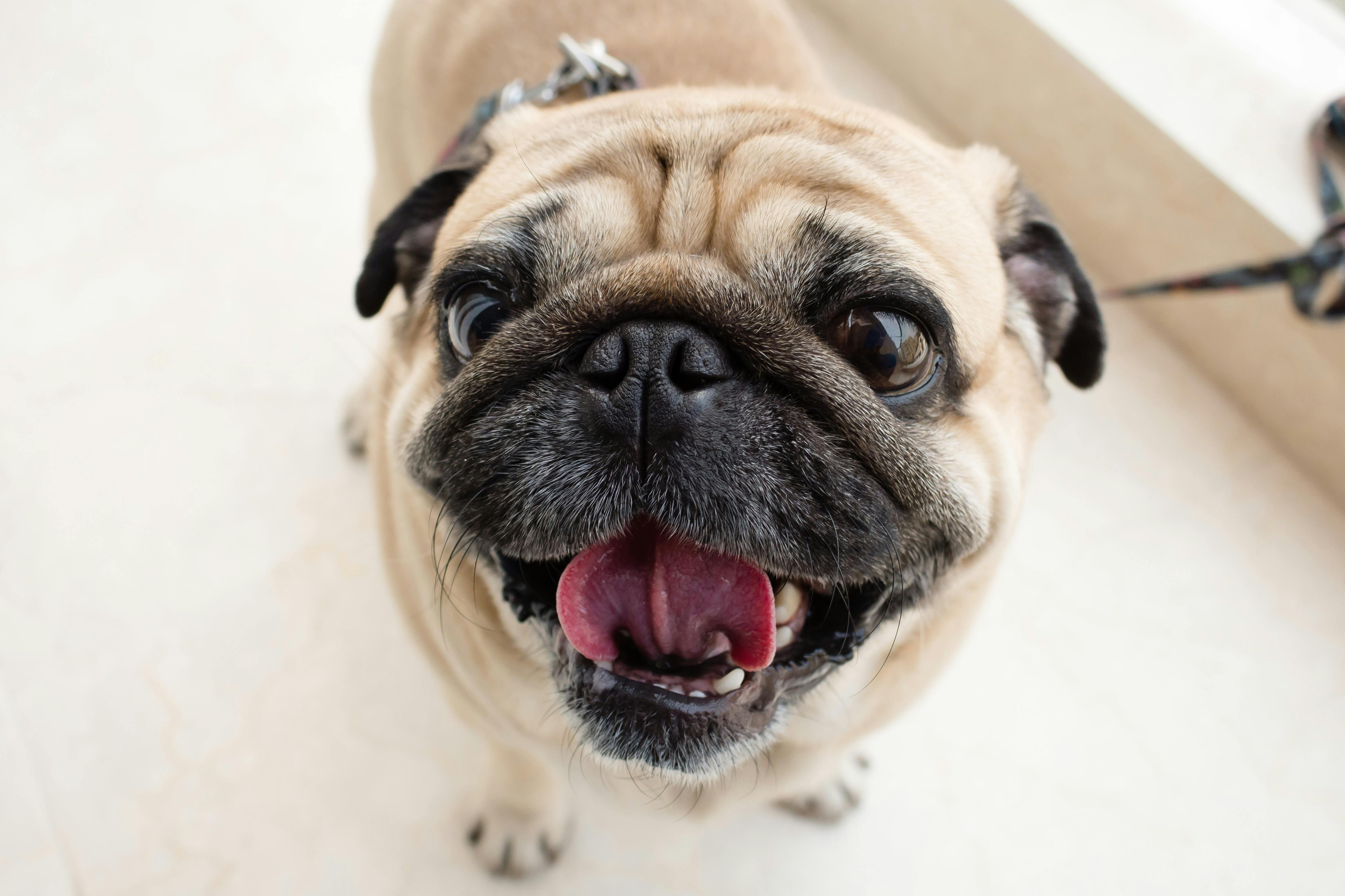 A pug smiling and looking up at a camera