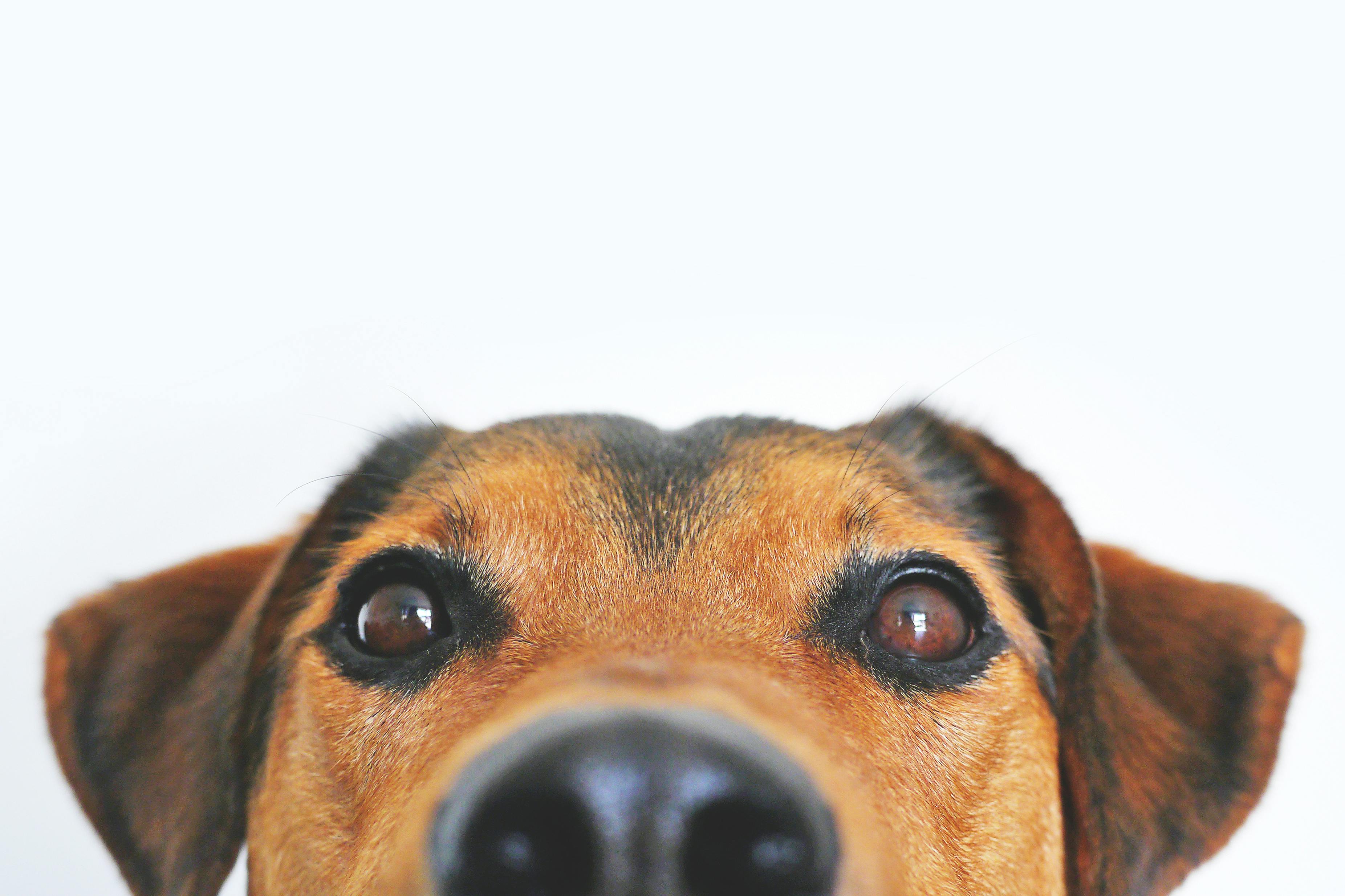 A terrier dog looking at the camera