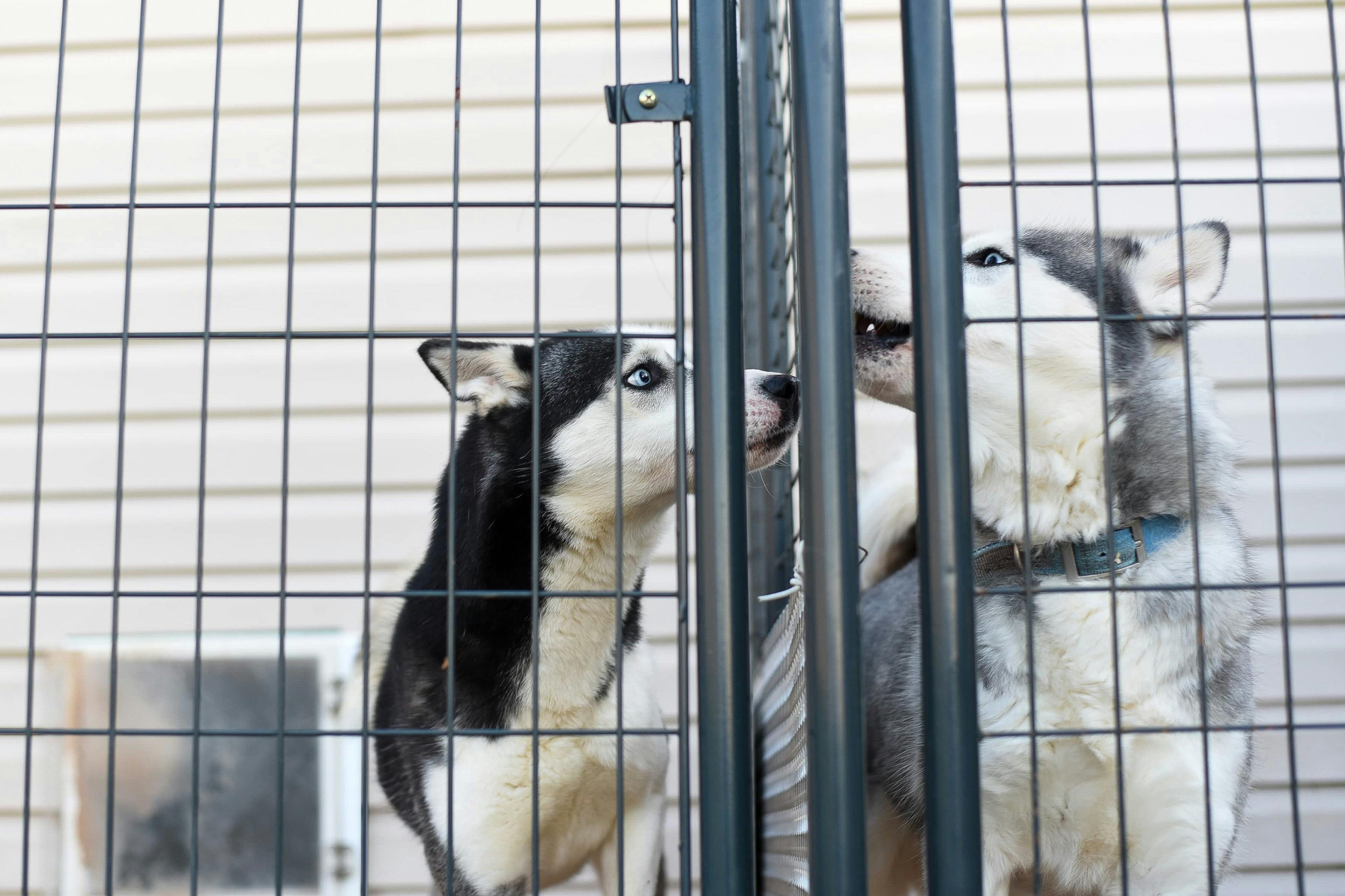 Two huskies in a kennel